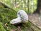 Aranypenész (Hypomyces chrysospermus), Budai-hegység